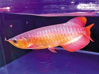 世界上最贵的红龙鱼,全球最贵龙鱼品种大全