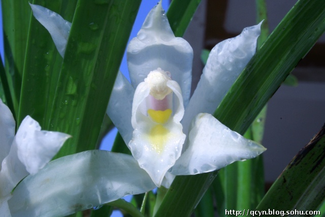 价值百万的兰花是什么品种,价值百万的兰花草