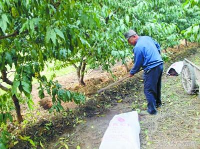废弃果树怎么处理,废弃的树枝叶可回收吗