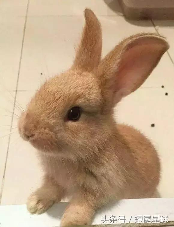 兔子生小兔后怎么照顾,兔兔生小兔有什么表现
