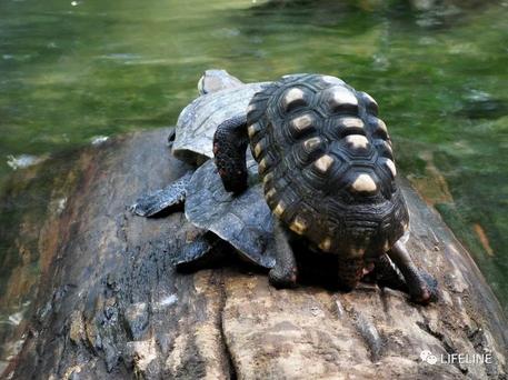 红腿陆龟的养殖方法,红腿陆龟应该怎么养