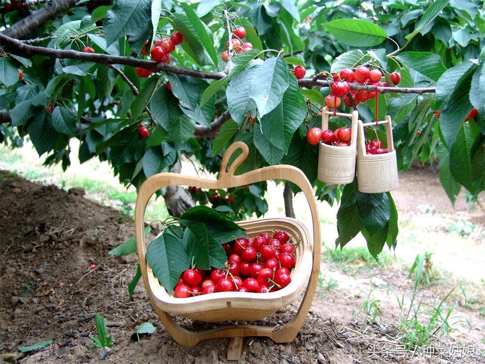 樱桃是怎么种植出来的,人们常说樱桃好吃树难栽