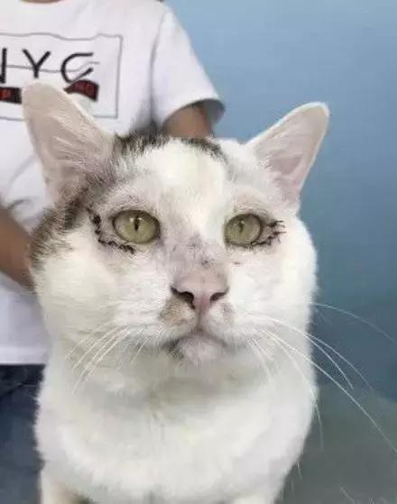 天讷！动物界也兴起割“双眼皮”啦？瞬间让一只猫成为网红！