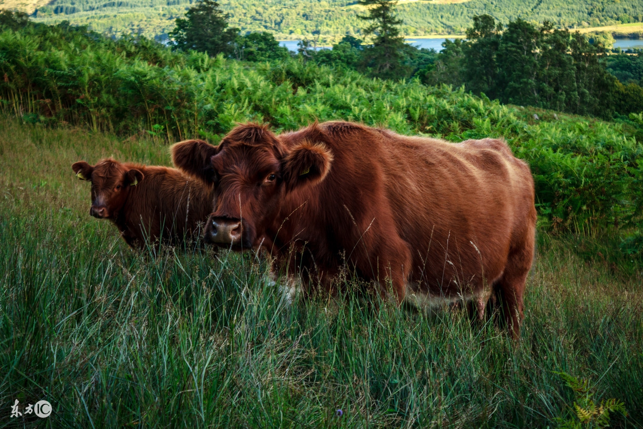 公牛尿道炎怎么治疗,公牛尿道水肿怎么治