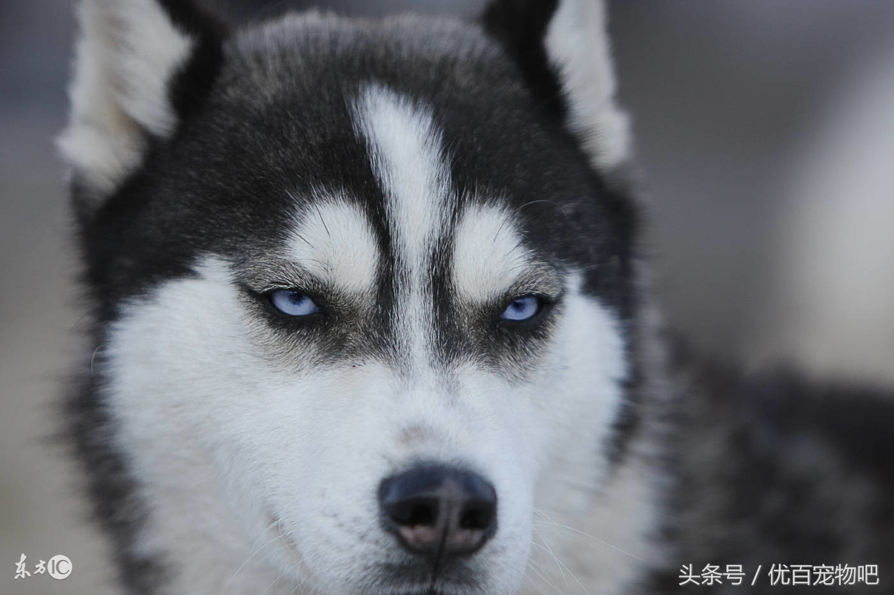 哈士奇老是叽叽叫是怎么了,怎么让哈士奇会呜呜叫