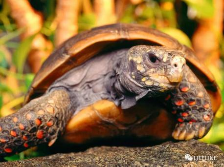 红腿陆龟的养殖方法,红腿陆龟应该怎么养