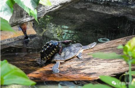 红腿陆龟的养殖方法,红腿陆龟应该怎么养