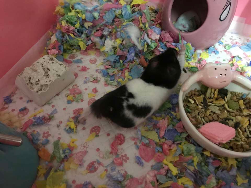 买金丝熊付定金,买金丝熊需要多大的笼子