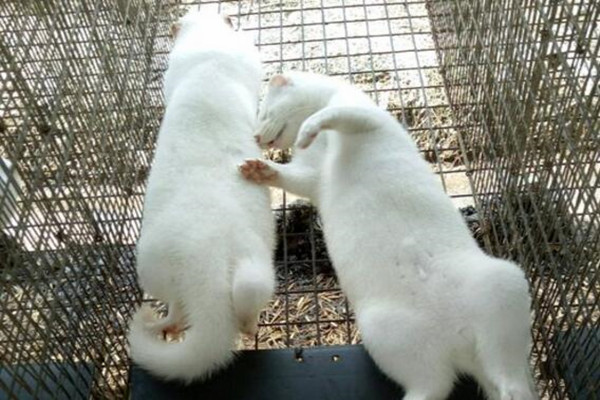 水貂怎样养才能活,水貂养殖技术大全最新