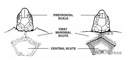 红腿陆龟的养殖方法,红腿陆龟应该怎么养