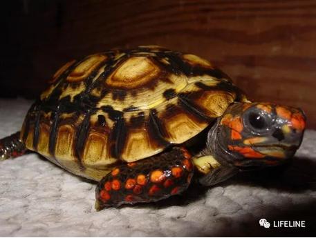 红腿陆龟的养殖方法,红腿陆龟应该怎么养