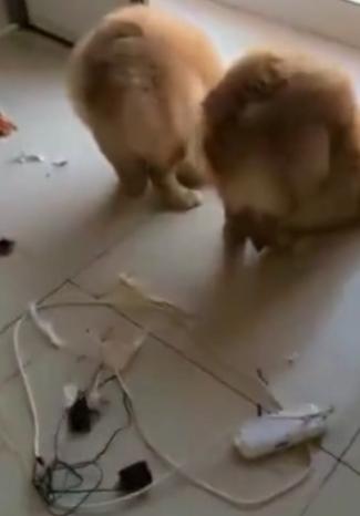 当金毛和柯基同时奔向主人,金毛对柯基狂叫被主人一顿教训