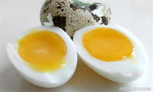 泰迪的毛量少咋办,泰迪的毛量越养越少