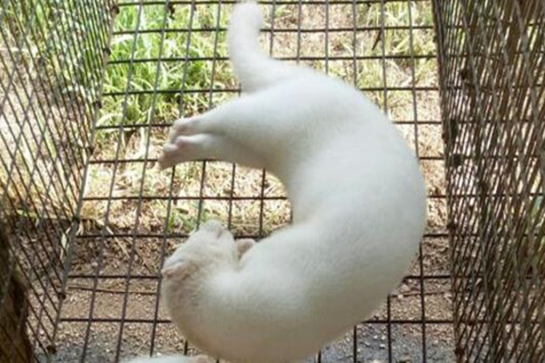 水貂怎样养才能活,水貂养殖技术大全最新