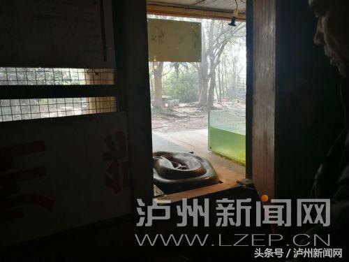 吹空调、烤浴霸、睡加热垫、置恒温机泸州动物过冬享受VIP待遇