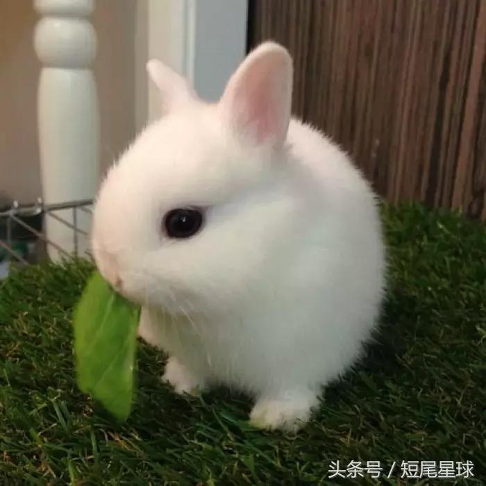 兔子生小兔后怎么照顾,兔兔生小兔有什么表现