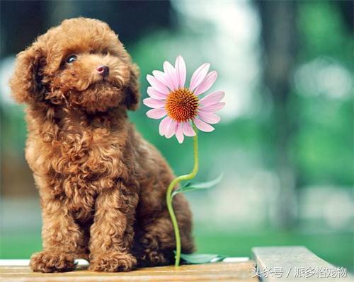 泰迪的毛量少咋办,泰迪的毛量越养越少