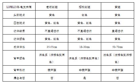 红腿陆龟的养殖方法,红腿陆龟应该怎么养