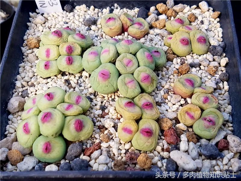 生石花蜕皮的时候能掰开吗,生石花和肉锥需要晾根吗