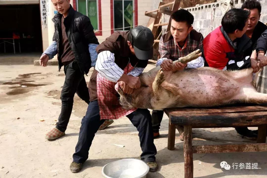 肥猪，是这样被人杀死的/白来勤