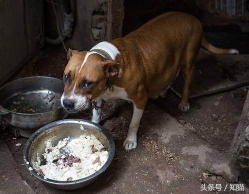 给狗狗喂狗粮它不吃怎么办,给狗狗喂食的时候