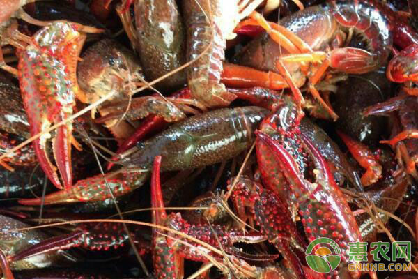 养小龙虾关注哪几点龙虾长得快呢,小龙虾养殖关注事项有哪些