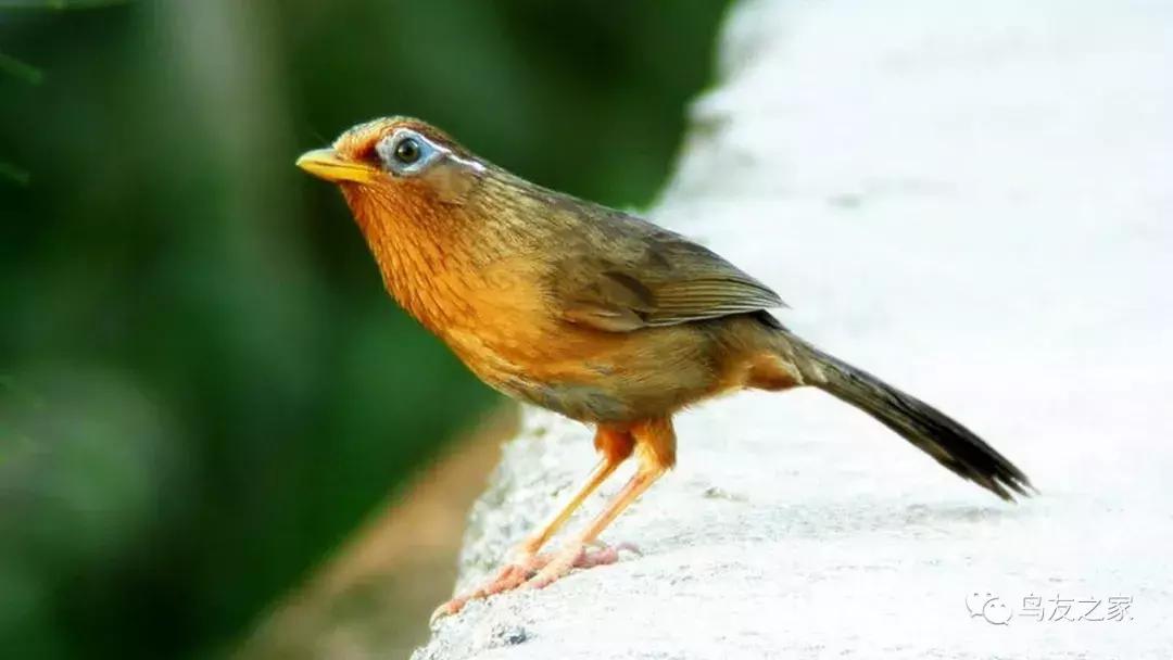 画眉鸟冬天饲养过程,画眉鸟冬天怎么饲养