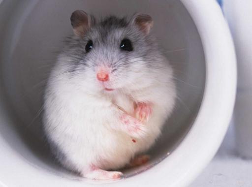 仓鼠饲养八大禁忌仓鼠能活多久,萌新养仓鼠关注事项