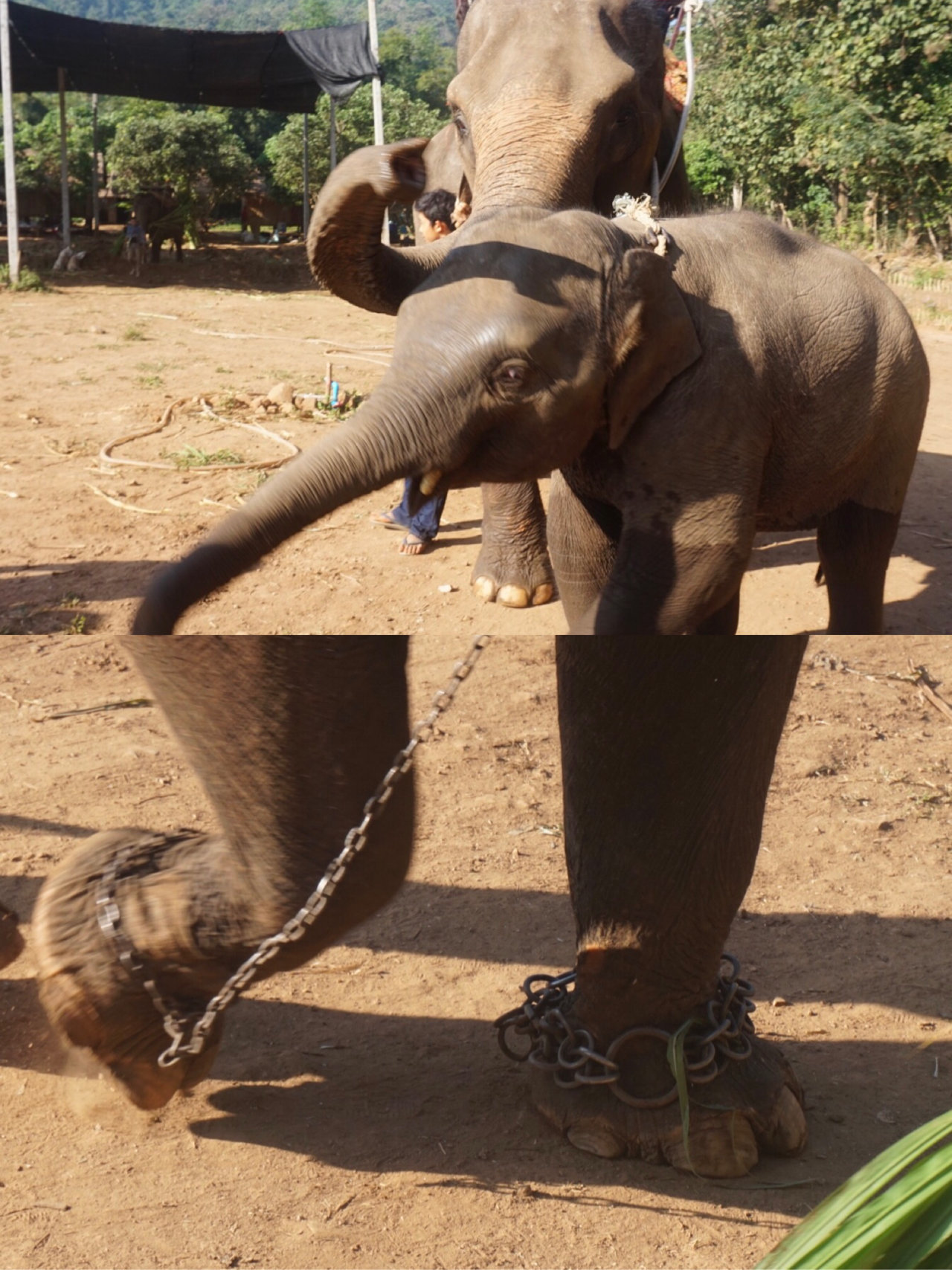 WOLO旅行｜清迈探路者日记（五）从宁曼路网红店到泰国街头的美味