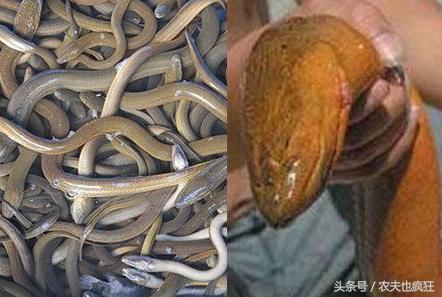 鳝鱼美味吗,鳝鱼美味哪些人不能吃