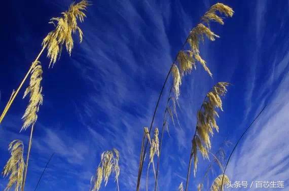 前列腺钙化具体是怎样,精囊钙化和前列腺钙化能治愈吗