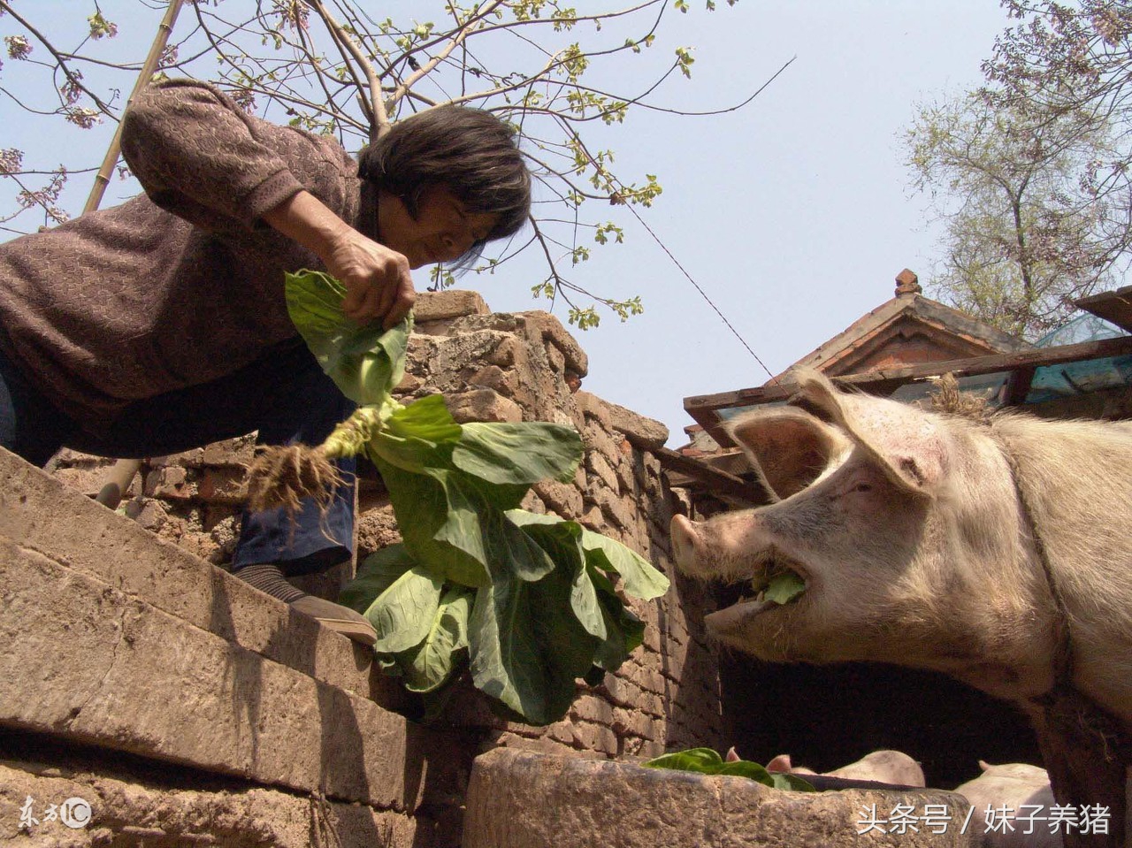 养猪场臭味对猪的影响,养猪臭味怎么处理