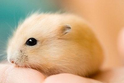 仓鼠饲养八大禁忌仓鼠能活多久,萌新养仓鼠关注事项