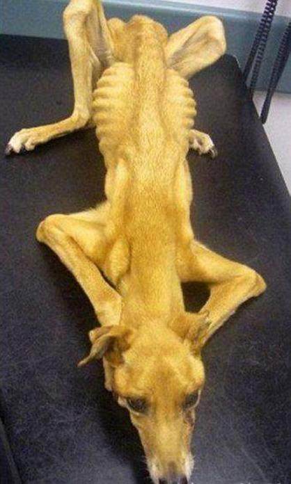 名贵格力犬，以一种作死的方式结束了它安逸的一生