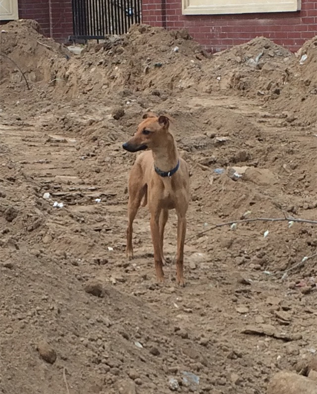 名贵格力犬，以一种作死的方式结束了它安逸的一生