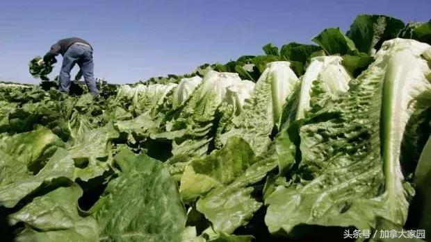 紧急！E.coli0157:H7杀到，最近美国，加拿大的生菜都别吃了！