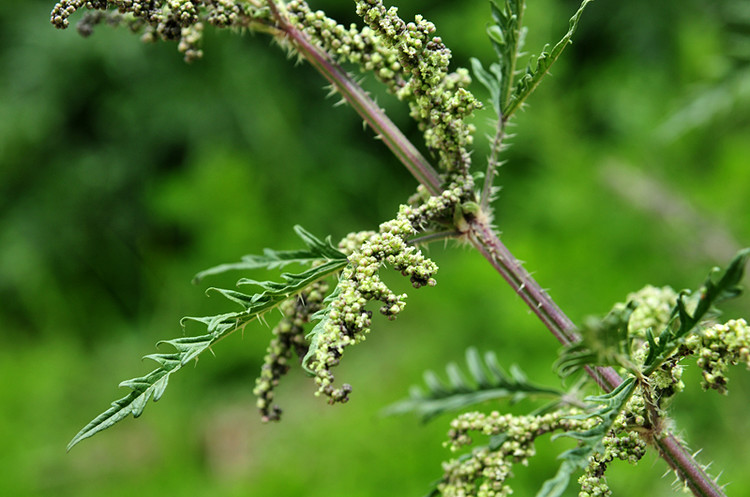 荨麻治什么病,荨麻草治疗什么病