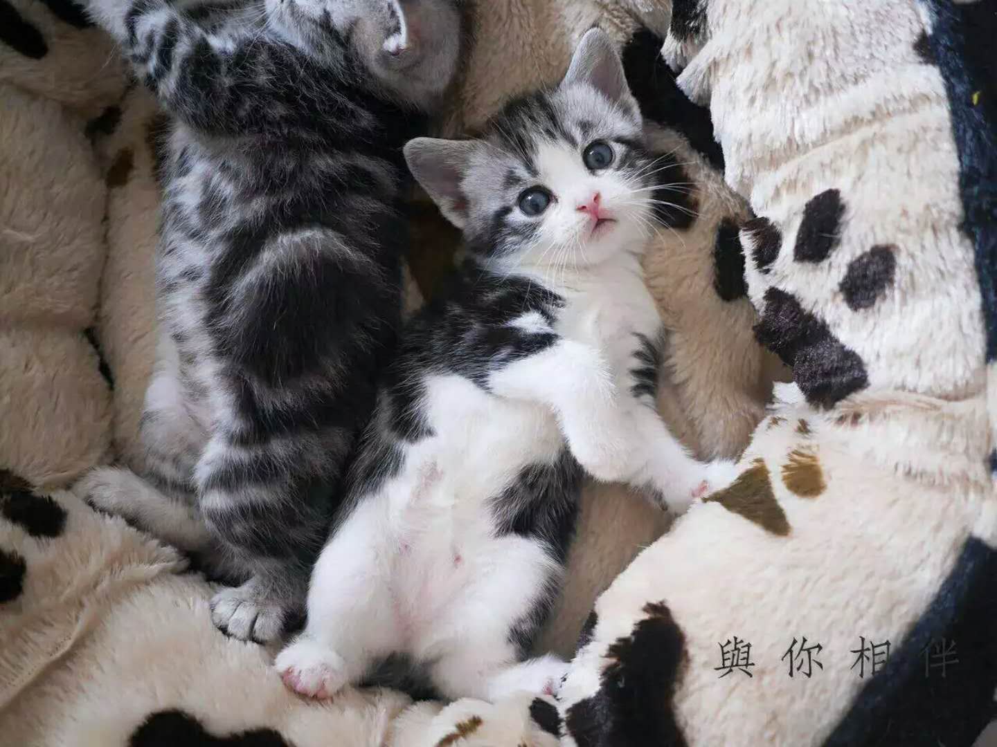 猫妈妈生小猫咪的全程,猫咪生小猫怎么护理小猫