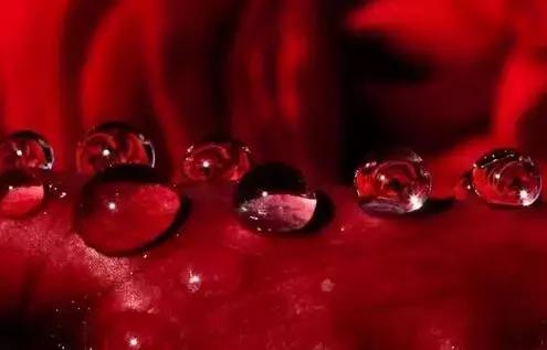 玫瑰精油适合送礼么,玫瑰精油