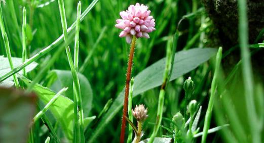 食疗治尿路感染,治疗尿路感染的中药有什么禁忌