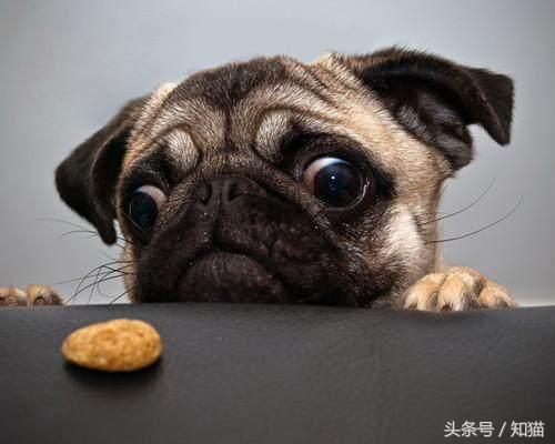 给狗狗喂狗粮它不吃怎么办,给狗狗喂食的时候