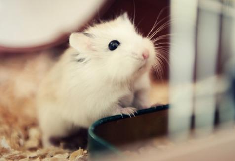 仓鼠饲养八大禁忌仓鼠能活多久,萌新养仓鼠关注事项