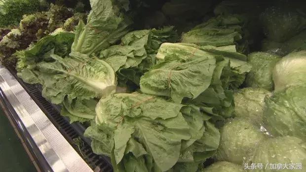 紧急！E.coli0157:H7杀到，最近美国，加拿大的生菜都别吃了！