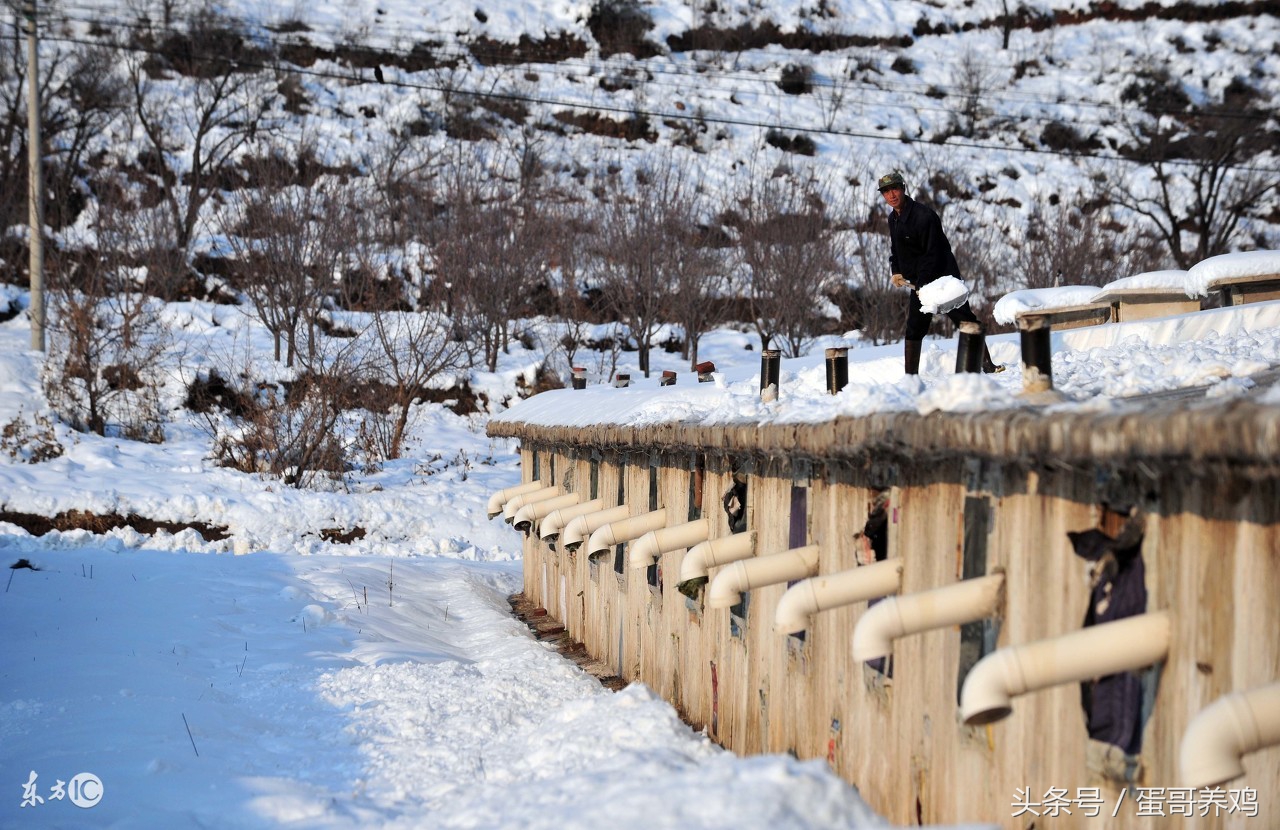 鸡蛋冻了,鸡蛋冻着了