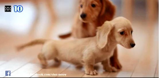 博美十大最适合懒人养的狗排名,十大蠢狗排名博美犬