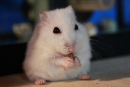 仓鼠饲养八大禁忌仓鼠能活多久,萌新养仓鼠关注事项