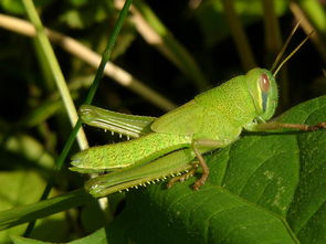 农村五个赚钱行业,农村农民躺着赚钱的项目有哪几个