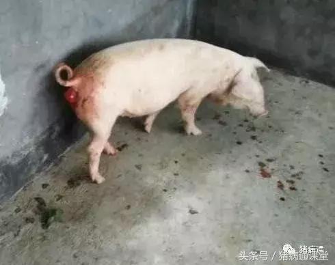 不要小瞧这*猪种**病，严重了也会死猪