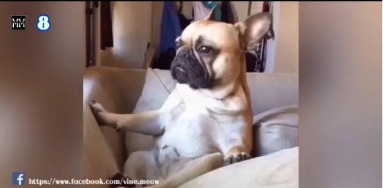 博美十大最适合懒人养的狗排名,十大蠢狗排名博美犬