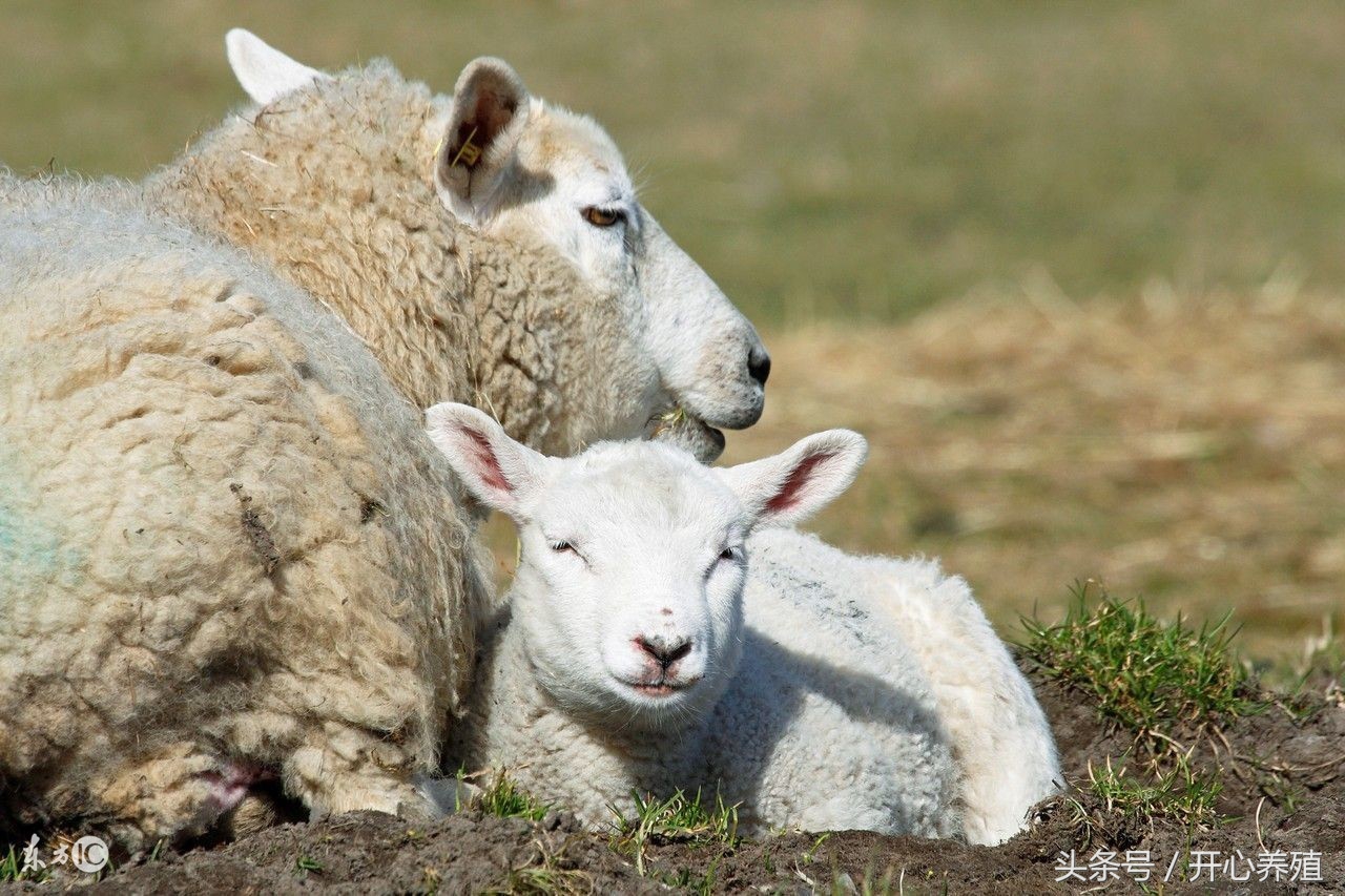羊接种布病疫苗,布病疫苗一支多少羊用